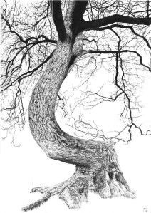 Ash/Tree/Nature/CranborneChase/TollardRoyal/Dorset/Bark/Poetry/Pencil/Drawing/Graphite
