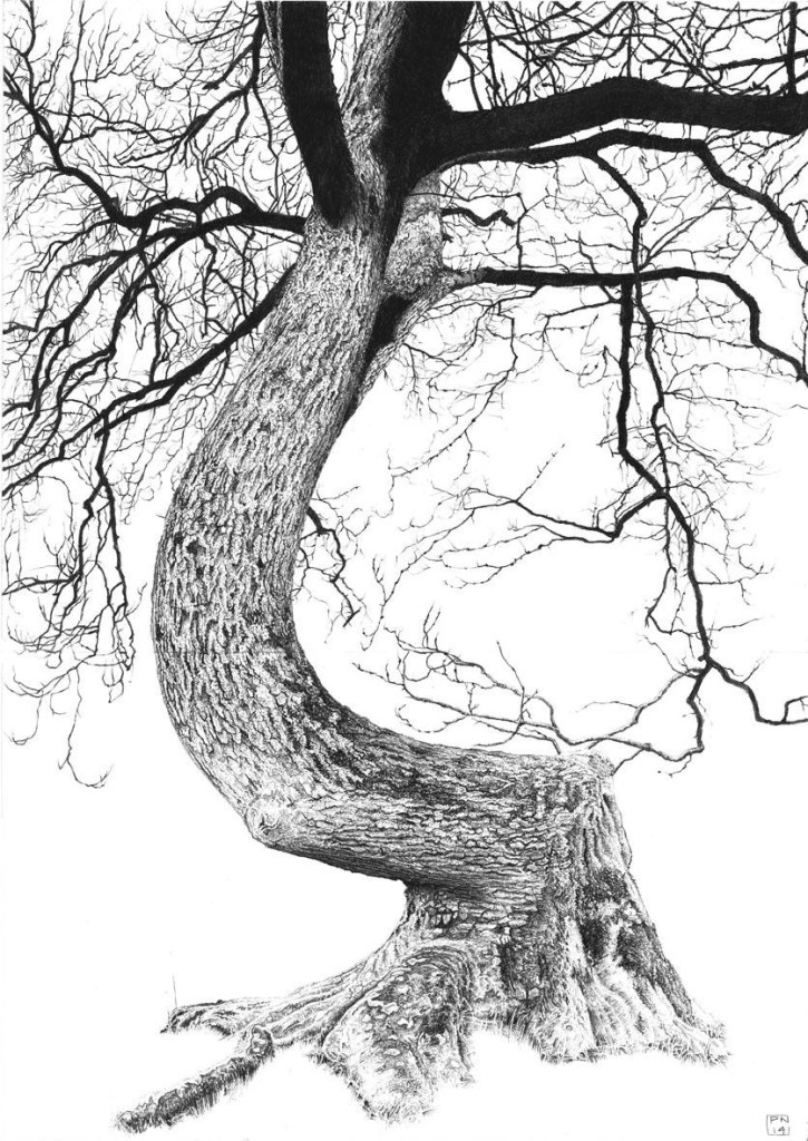 Ash/Tree/Nature/CranborneChase/TollardRoyal/Dorset/Bark/Poetry/Pencil/Drawing/Graphite