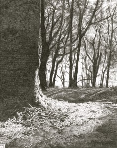 LewesdonHill/Wood/Forest/Beech/Tree/Dorset/AONB/Pencil/Drawing/Graphite/Nature