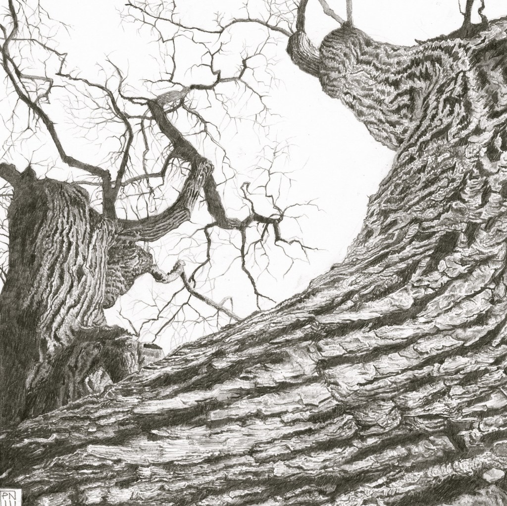 ash/lewesdonhill/dorset/bark/texture/tree/wood/pencil/drawing/graphite