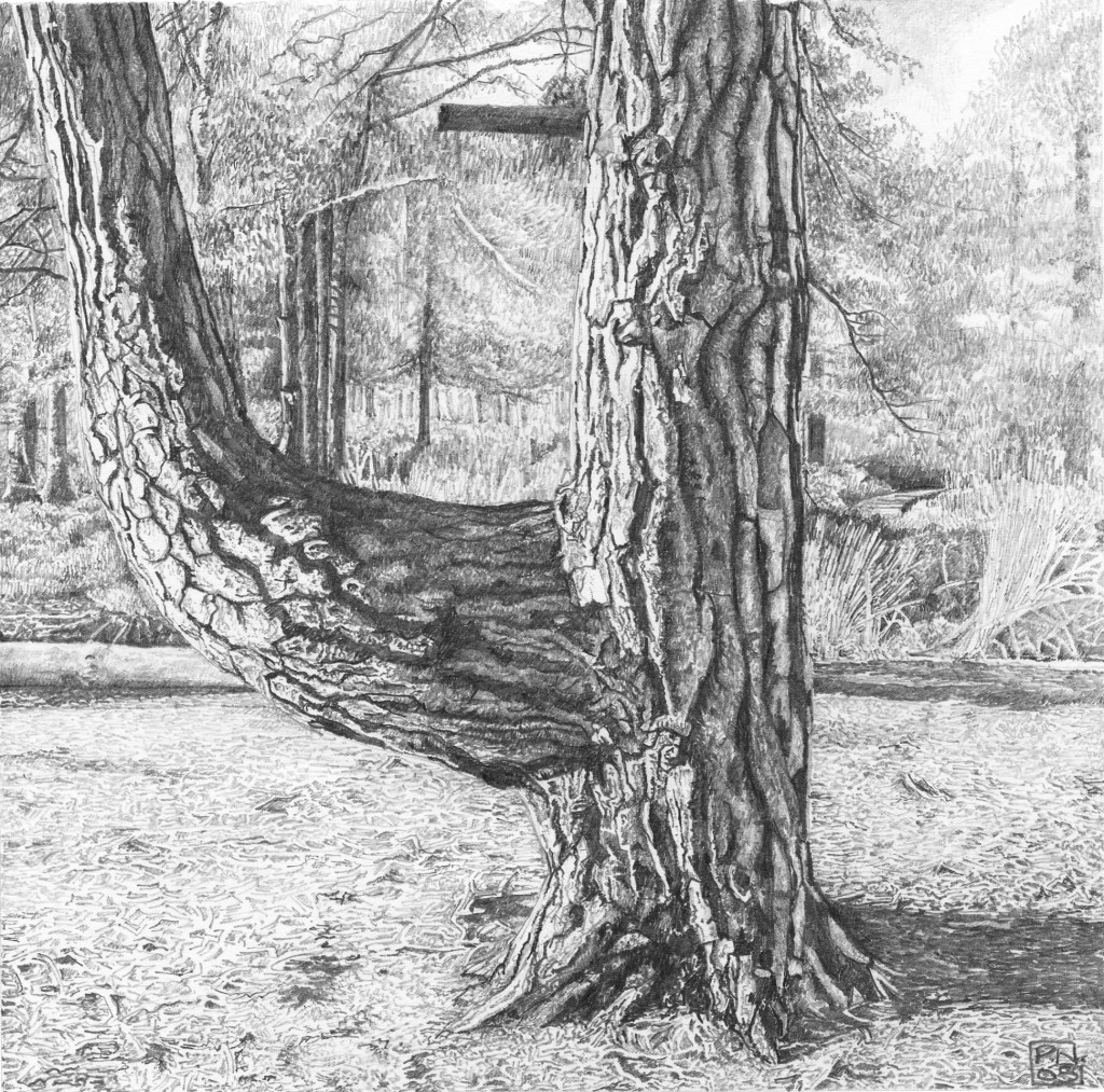pine/tree/bark/wood/Arne/RSPB/Dorset/Purbeck/nature/reserve/drawing/pencil/graphite