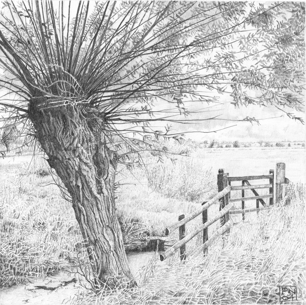 Willow/Tree/Somerset/Levels/Nature/Drawing/Pencil/Graphite/Tree/Bark