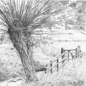 Willow/Tree/Somerset/Levels/Nature/Drawing/Pencil/Graphite/Tree/Bark
