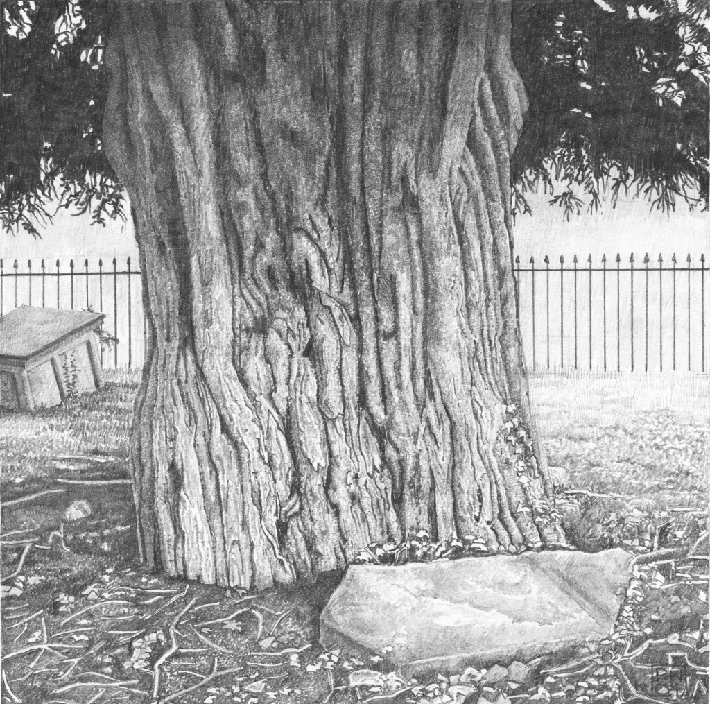 Yew/wood/tree/bark/Chard/Somerset/StMarys/grave/tomb