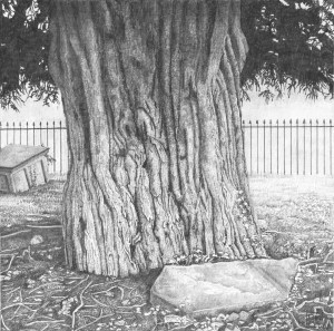 Yew/wood/tree/bark/Chard/Somerset/StMarys/grave/tomb