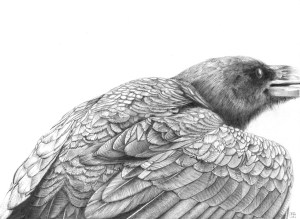 Raven/bird/corvid/feathers/drawing/graphite/pencil/blackandwhite
