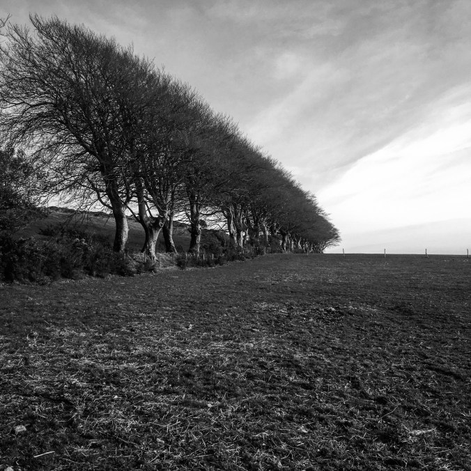 Beeches, Pilsdon Pen, Dorset