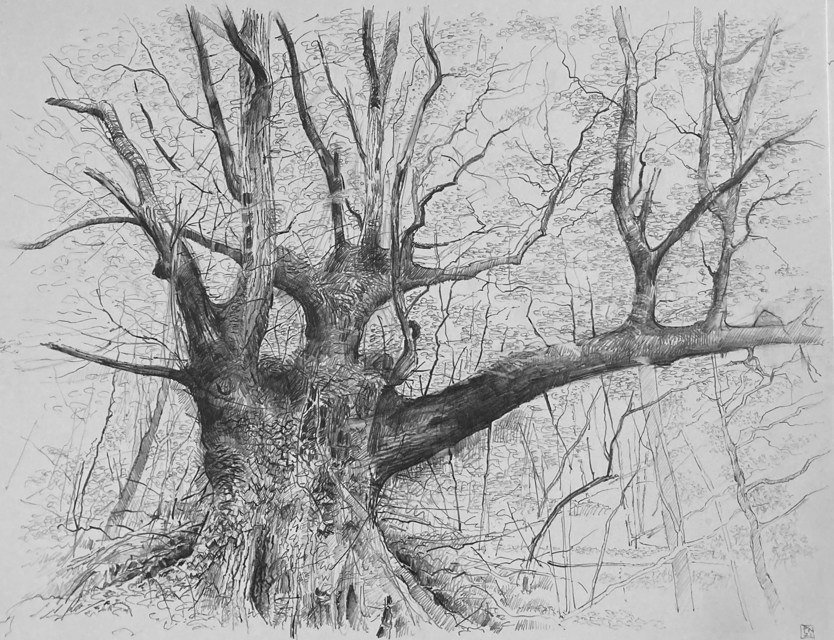 PaulNewman_Sentinel_21x26.5cm